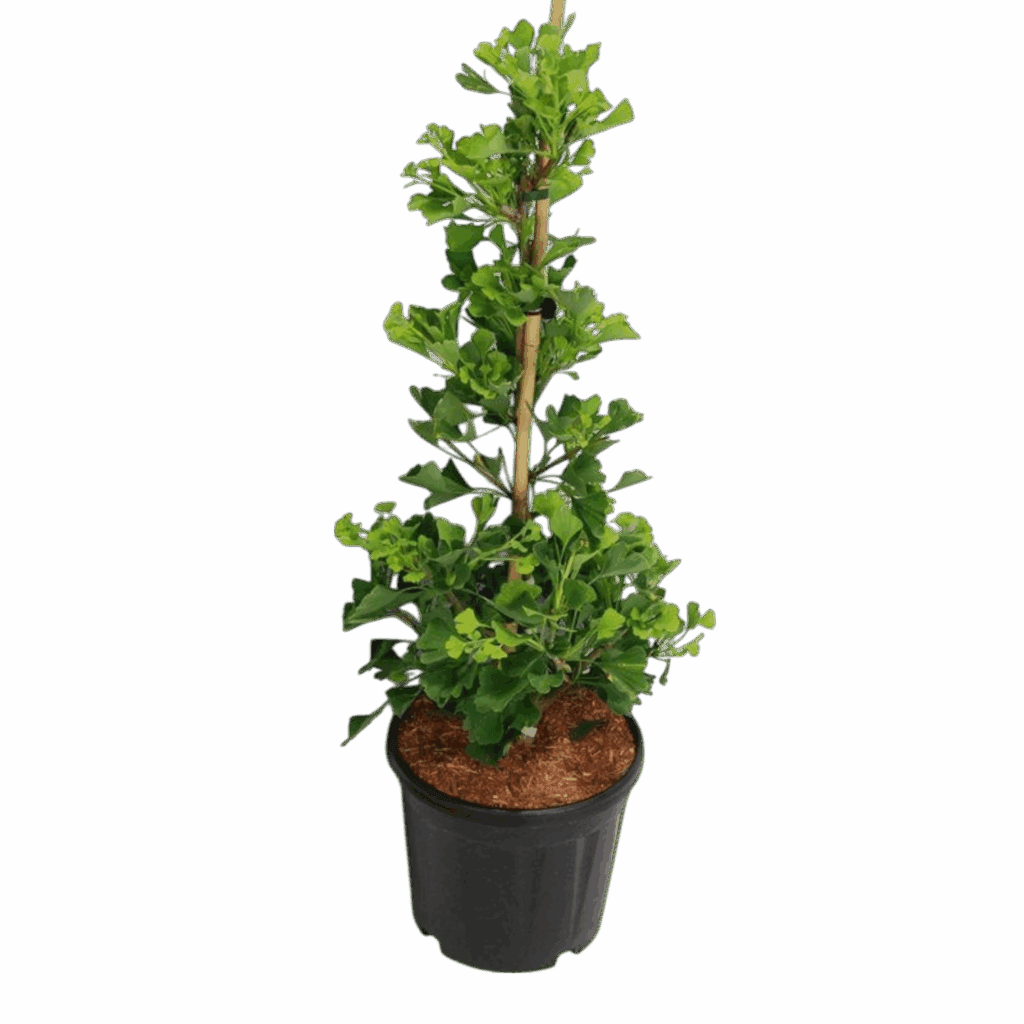 Páfrányfenyő (Ginkgo biloba ‘Fastigiata Blagon’)