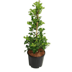 Páfrányfenyő (Ginkgo biloba ‘Fastigiata Blagon’)
