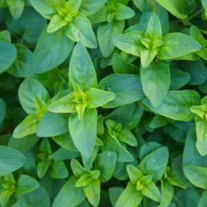 Oregánó (origanum vulgare)