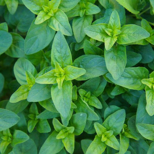 Oregánó (origanum vulgare)