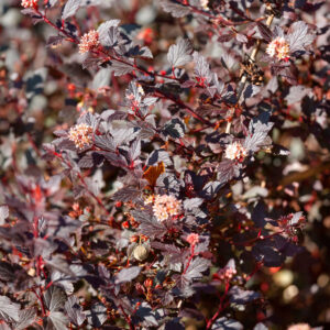 Borbolya – PHYSOCARPUS OPULIFOLIUS ‘LITTLE JOKER’