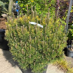 Aranylombú havasi törpefenyő – PINUS MUGO ‘CARSTEN’S WINTERGOLD’ (EXTRA)