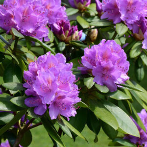 Havasszépe (Rhododendron ‘Everestianum’) (lila)