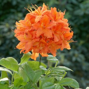 Havasszépe – RHODODENDRON ‘BARSELICK’ (HALVÁNY NARANCS) (LOMBHULLATÓ)