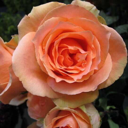 Bokorrózsa ‘Versilia’ – barackárnyalatú (Rosa ‘Versilia’)