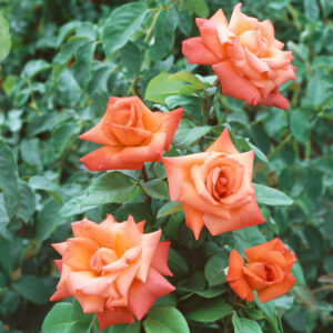 Bokorrózsa ‘Columbus’ – narancssárga (Rosa ‘Columbus’)