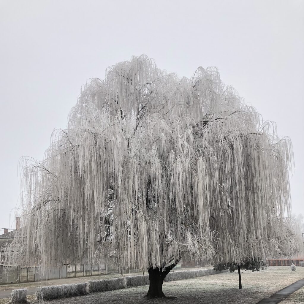 Szomorú fehér fűz (Salix alba ‘Tristis’)