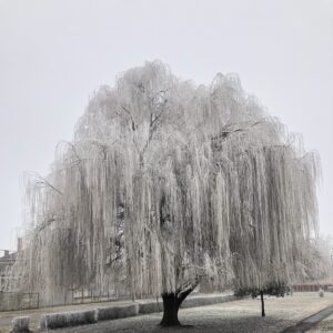 Szomorú fehér fűz (Salix alba ‘Tristis’)