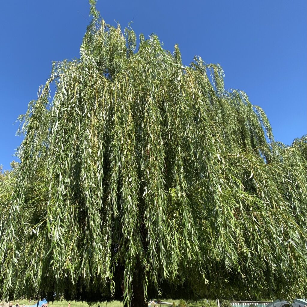 Szomorú fehér fűz (Salix alba ‘Tristis’)