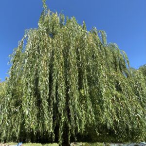 Szomorú fehér fűz (Salix alba ‘Tristis’)