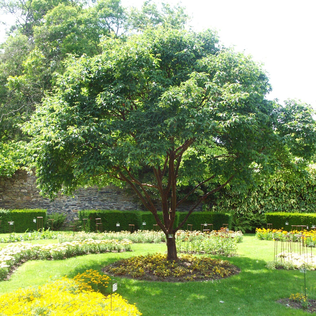 Szürke juhar (acer griseum)