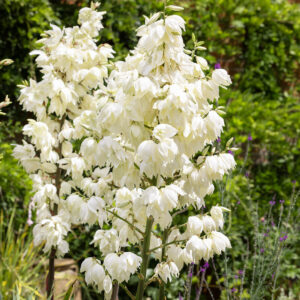 Kerti pálmaliliom (Yucca filamentosa)