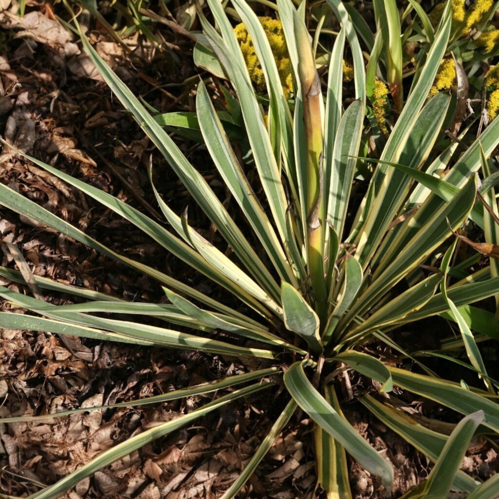 Sárgatarka pálmaliliom – YUCCA FILAMENTOSA ‘BRIGHT EDGE’