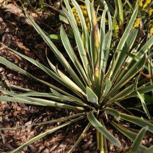Sárgatarka pálmaliliom – YUCCA FILAMENTOSA ‘BRIGHT EDGE’