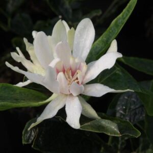 Illatos fűszercserje – CALYCANTHUS ‘VENUS’