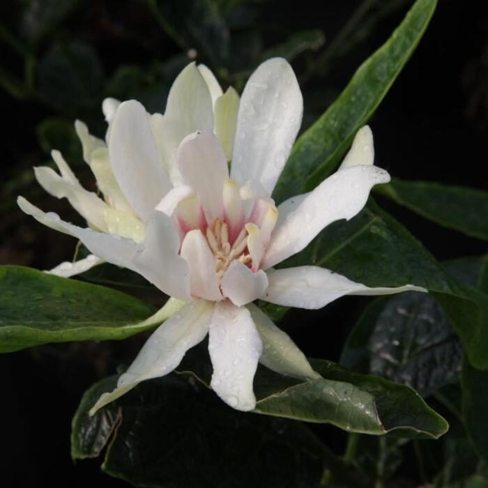Illatos fűszercserje – CALYCANTHUS ‘VENUS’