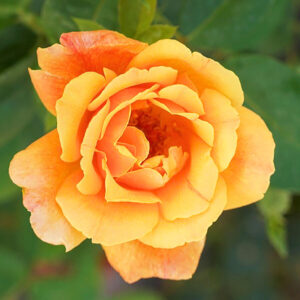 Futórózsa ‘Sutter’s Gold’ – narancssárga (Rosa ‘Sutter’s Gold’)