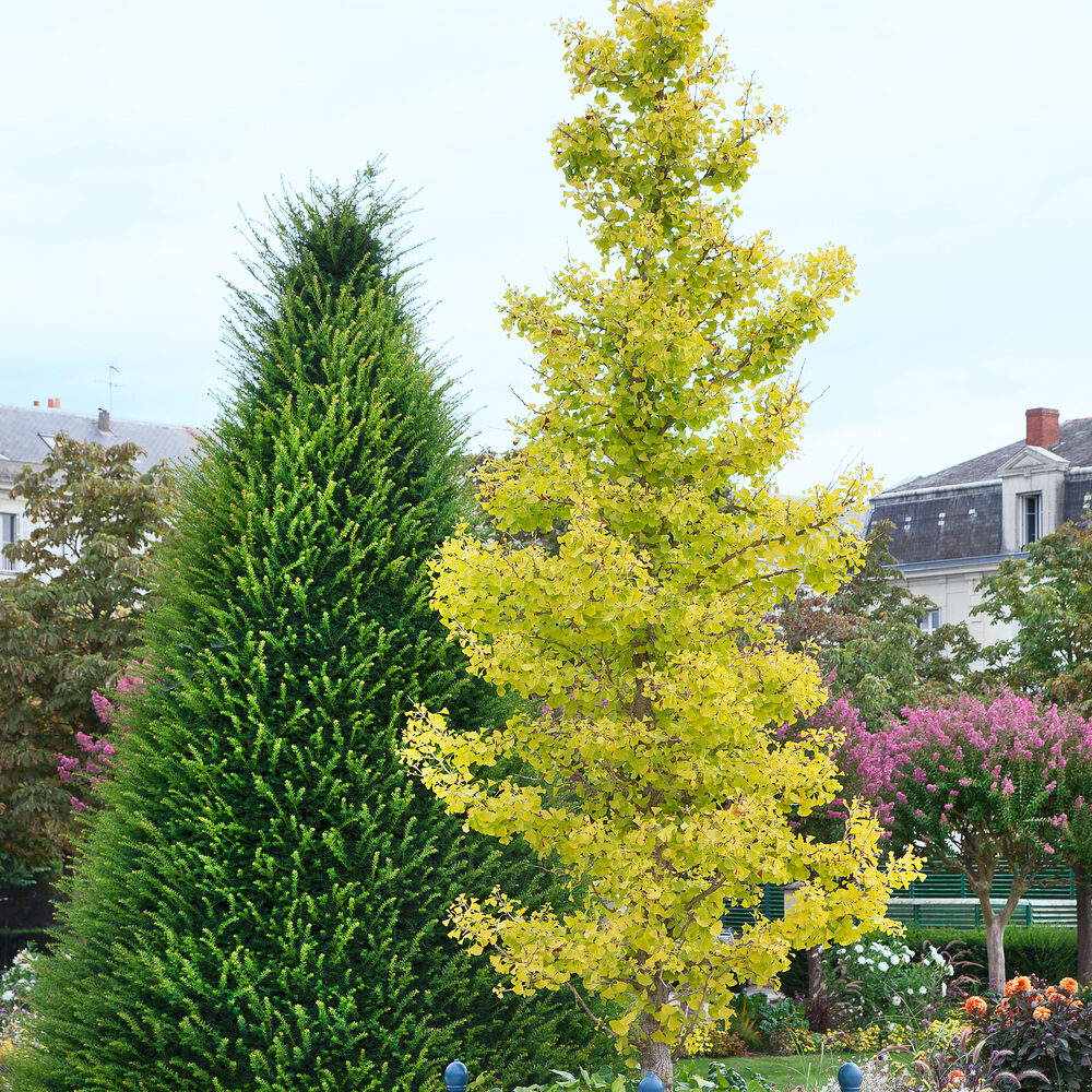 Páfrányfenyő (Ginkgo biloba ‘Fastigiata Blagon’)