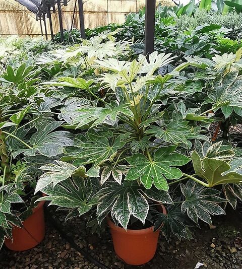 Japán arália – FATSIA JAPONICA ‘SPIDER’S WEB’