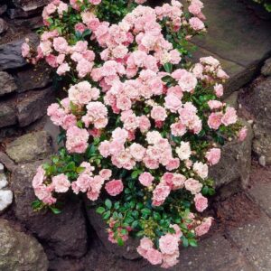 Talajtakaró rózsa (Rosa ‘The Fairy’)