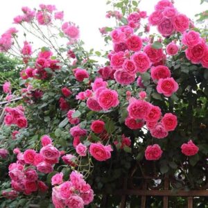 Futórózsa ‘Parade’ – rózsaszín (Rosa ‘Parade’)