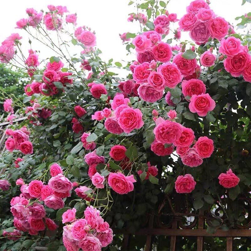 Futórózsa ‘Parade’ – rózsaszín (Rosa ‘Parade’)