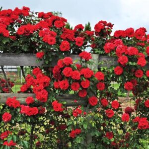 Futórózsa ‘Don Juan’ – piros (Rosa ‘Don Juan’)