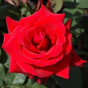 Magastörzsű csüngő rózsa – piros (Rosa ‘Csüngő Piros’)