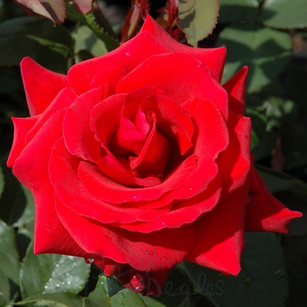 Magastörzsű csüngő rózsa – piros (Rosa ‘Csüngő Piros’)