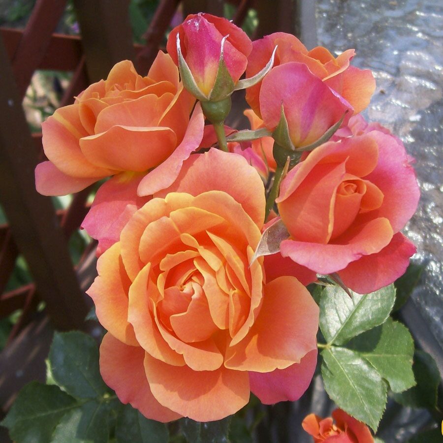 Magastörzsű rózsa ‘Consul’ – narancs (Rosa ‘Consul’)