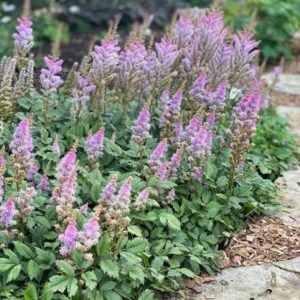 Kerti tollbuga – ASTILBE CHINENSIS ‘PUMILA’