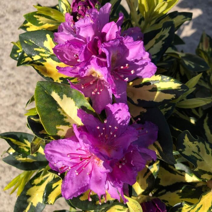 Tarkalevelű havasszépe (Rhododendron ‘Blattgold’)