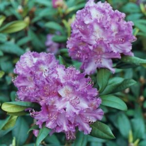 Havasszépe (Rhododendron ‘Alfred’)