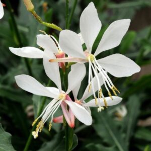 Díszgyertya (Gaura lindheimeri ‘Gambit Compact White’)