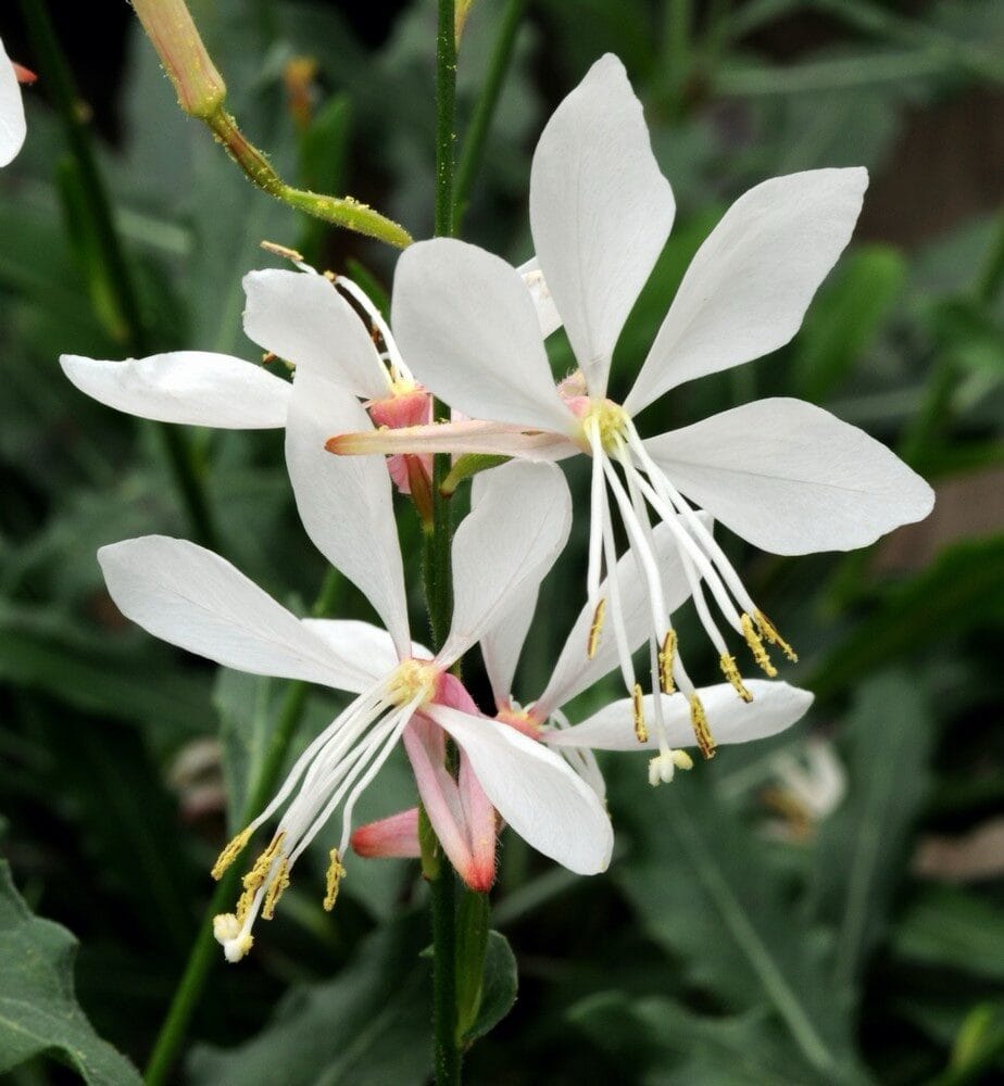 Díszgyertya (Gaura lindheimeri ‘Gambit Compact White’)
