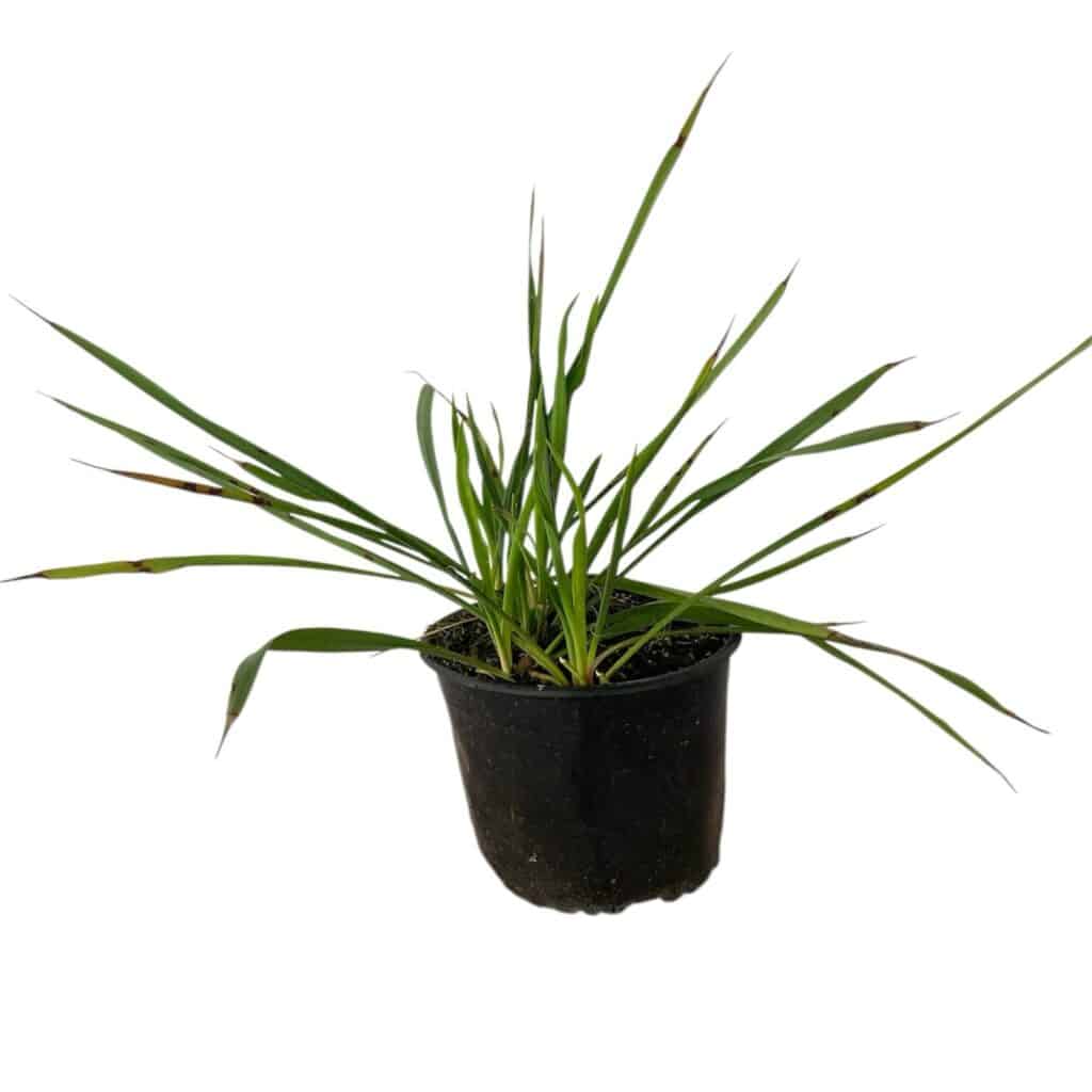 Kerti pálmaliliom (Yucca filamentosa)