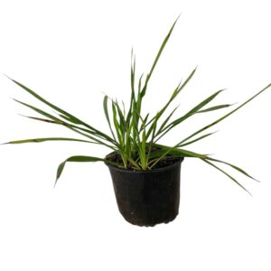Kerti pálmaliliom (Yucca filamentosa)