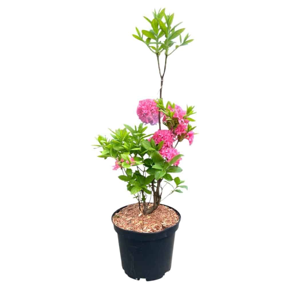 Havasszépe – RHODODENDRON ‘HOMEBUSCH’ (RÓZSASZÍN) (LOMBHULLATÓ)