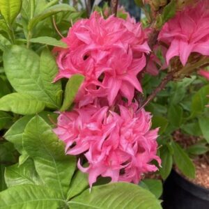 Havasszépe – RHODODENDRON ‘HOMEBUSCH’ (RÓZSASZÍN) (LOMBHULLATÓ)