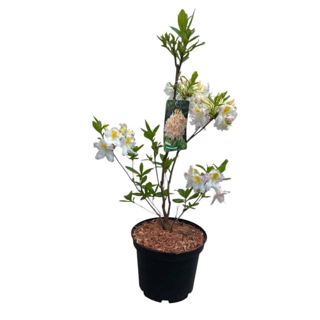 Havasszépe – RHODODENDRON ‘MÖWE’ (FEHÉR-RÓZSASZÍN-SÁRGA) (LOMBHULLATÓ)