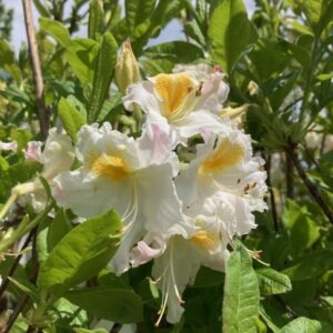 Havasszépe – RHODODENDRON ‘MÖWE’ (FEHÉR-RÓZSASZÍN-SÁRGA) (LOMBHULLATÓ)
