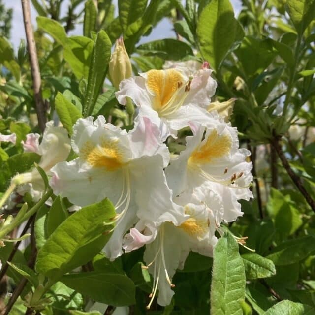 Havasszépe – RHODODENDRON ‘MÖWE’ (FEHÉR-RÓZSASZÍN-SÁRGA) (LOMBHULLATÓ)