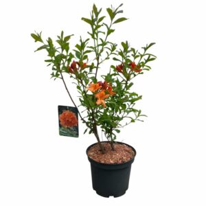 Havasszépe – RHODODENDRON ‘BARSELICK’ (HALVÁNY NARANCS) (LOMBHULLATÓ)