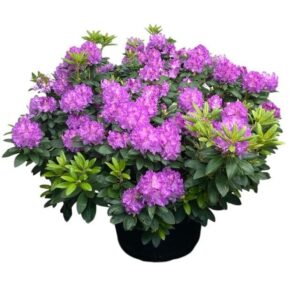 Havasszépe (Rhododendron ‘Everestianum’) (lila)