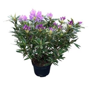 Havasszépe – RHODODENDRON PONTICUM ‘VARIEGATUM’ (LILA)