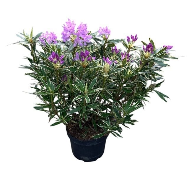 Havasszépe – RHODODENDRON PONTICUM ‘VARIEGATUM’ (LILA)