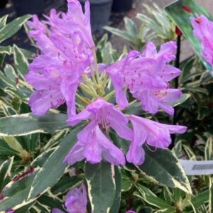 Havasszépe – RHODODENDRON PONTICUM ‘VARIEGATUM’ (LILA)