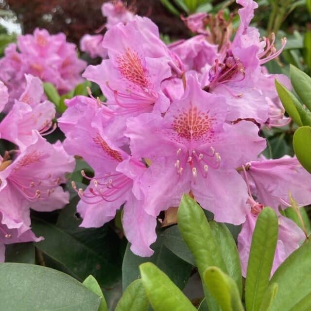 Havasszépe (Rhododendron ‘Catawbiense Boursault’) (lila)