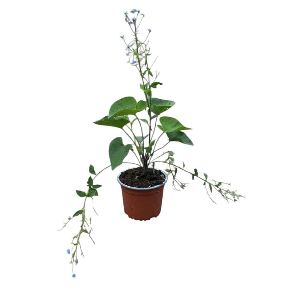 Kaukázusi nefelejcs – BRUNNERA MACROPHYLLA