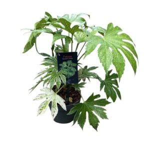 Japán arália – FATSIA JAPONICA ‘SPIDER’S WEB’